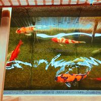 鯉がいました！