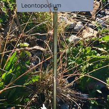 エーデルワイス