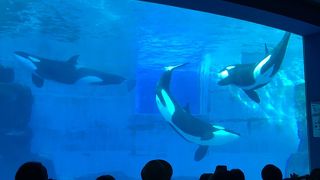 全国で2ヵ所のシャチがいる水族館。