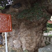 住吉神社の大けやき