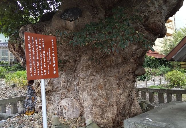 住吉神社の大けやき