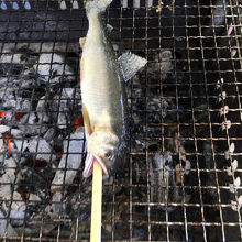 体験後の塩焼き。