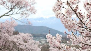 美しい桜の名所