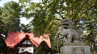 エゾリスが走り回る神社