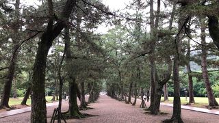 松の並木道です