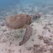 ウミガメに会えるビーチ