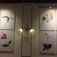 スリランカの薬草の絵