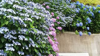 紫陽花がきれいな静かでステキなお寺