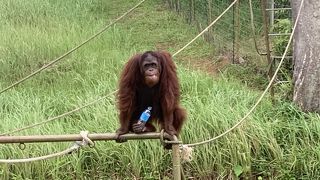 間近でオランウータンが見られます