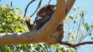 コアラを間近に見ました