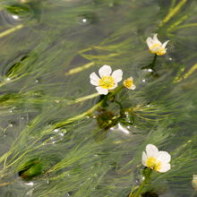 水中に咲く梅花藻