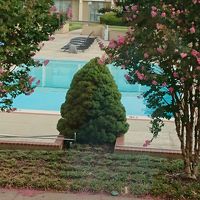 中庭にプールがあります。