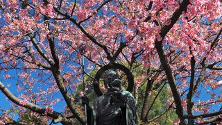 安行桜を見るために訪問