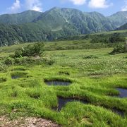 湿原の中の遊歩道を散策