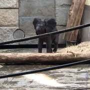 放射線状に展示が広がり、同じ地面に動物が沢山いる動物園