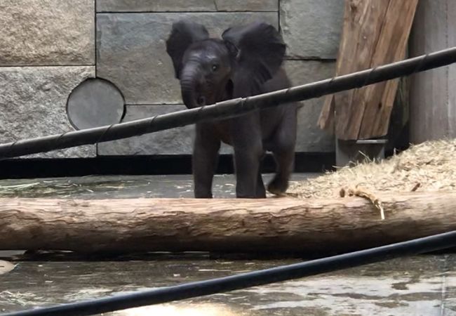 放射線状に展示が広がり、同じ地面に動物が沢山いる動物園