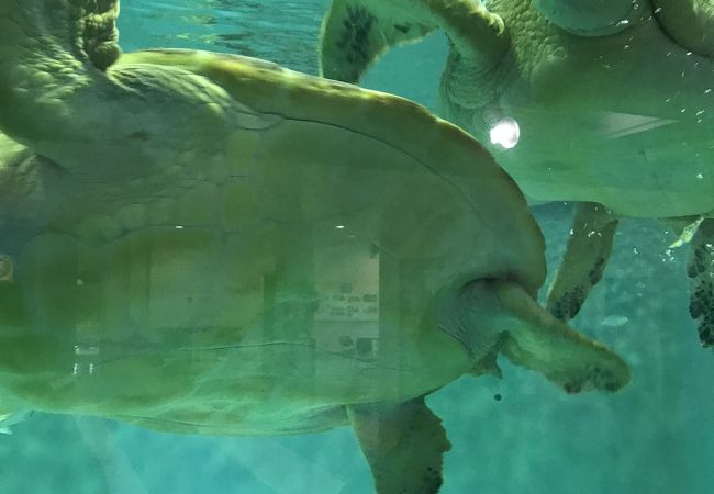 久米島ウミガメ館 クチコミ アクセス 営業時間 久米島 フォートラベル