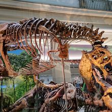 実物大に復元されたティラノサウルスの骨格。とても大きい！