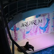 小さい水族館です