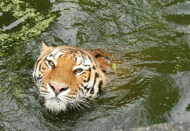 トラが泳いでた