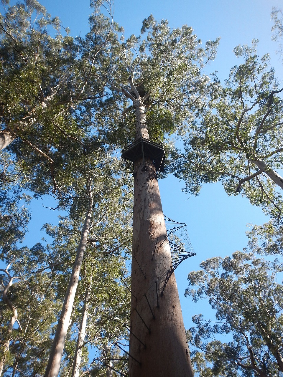 ワレーレン国立公園/3つのカリーの巨木