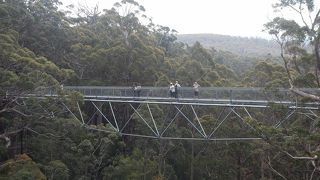 巨木の上を空中散歩