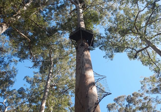 ワレーレン国立公園/3つのカリーの巨木