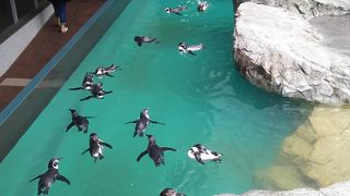 ペンギンたちに癒されます