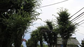 志木街道のケヤキ並木