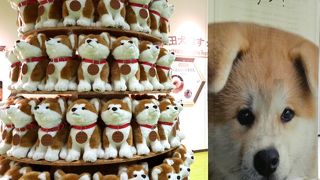 大館駅前すぐ！秋田犬ぬいぐるみタワーがかわいい！