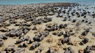 ハメリンプール海洋保護区