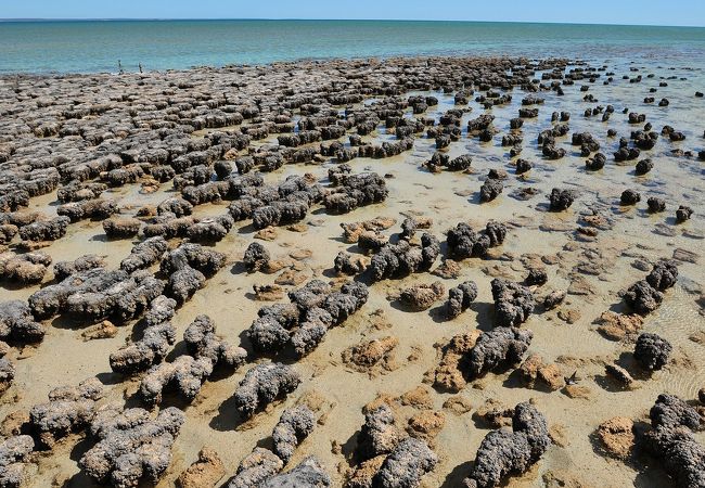 ストロマトライトを間近に見られる