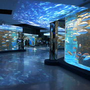 石川県唯一の水族館