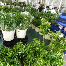 どの「シキビ｣にしようかな？