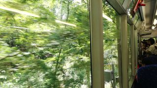 青もみじも良いですよ