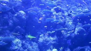 小規模だけどたくさんの生物が見られます。