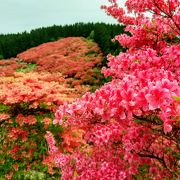 山頂のツツジは圧巻です。