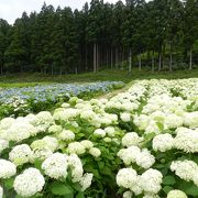 こんなにたくさんの紫陽花があるのは他で見たことがない！