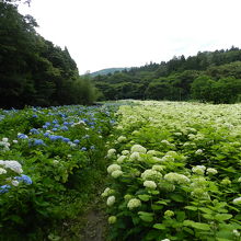 アジサイのお花畑が見事でした～！