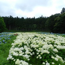 アジサイのお花畑が見事でした～！