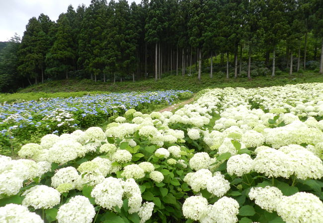 こんなにたくさんの紫陽花があるのは他で見たことがない！