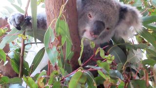 コアラと記念撮影