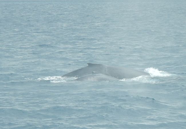 ホエールウォッチング