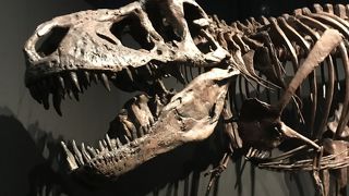 恐竜博に行ってきました