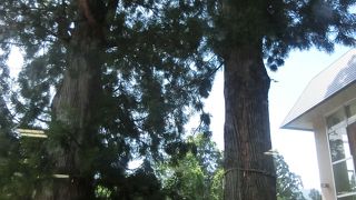 大きな杉の木です