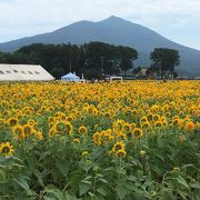 筑波山を背景に八重ひまわりがとてもキレイでした