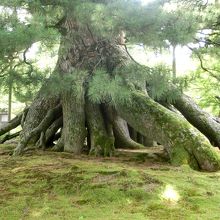 根上げの松の根