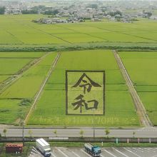 令和の田んぼアートもある