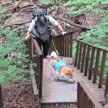 犬は四つ足なので人間より元気。ハシゴは狭くて一人が限界