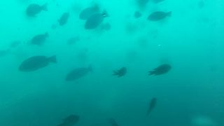 船酔いの心配はありません。